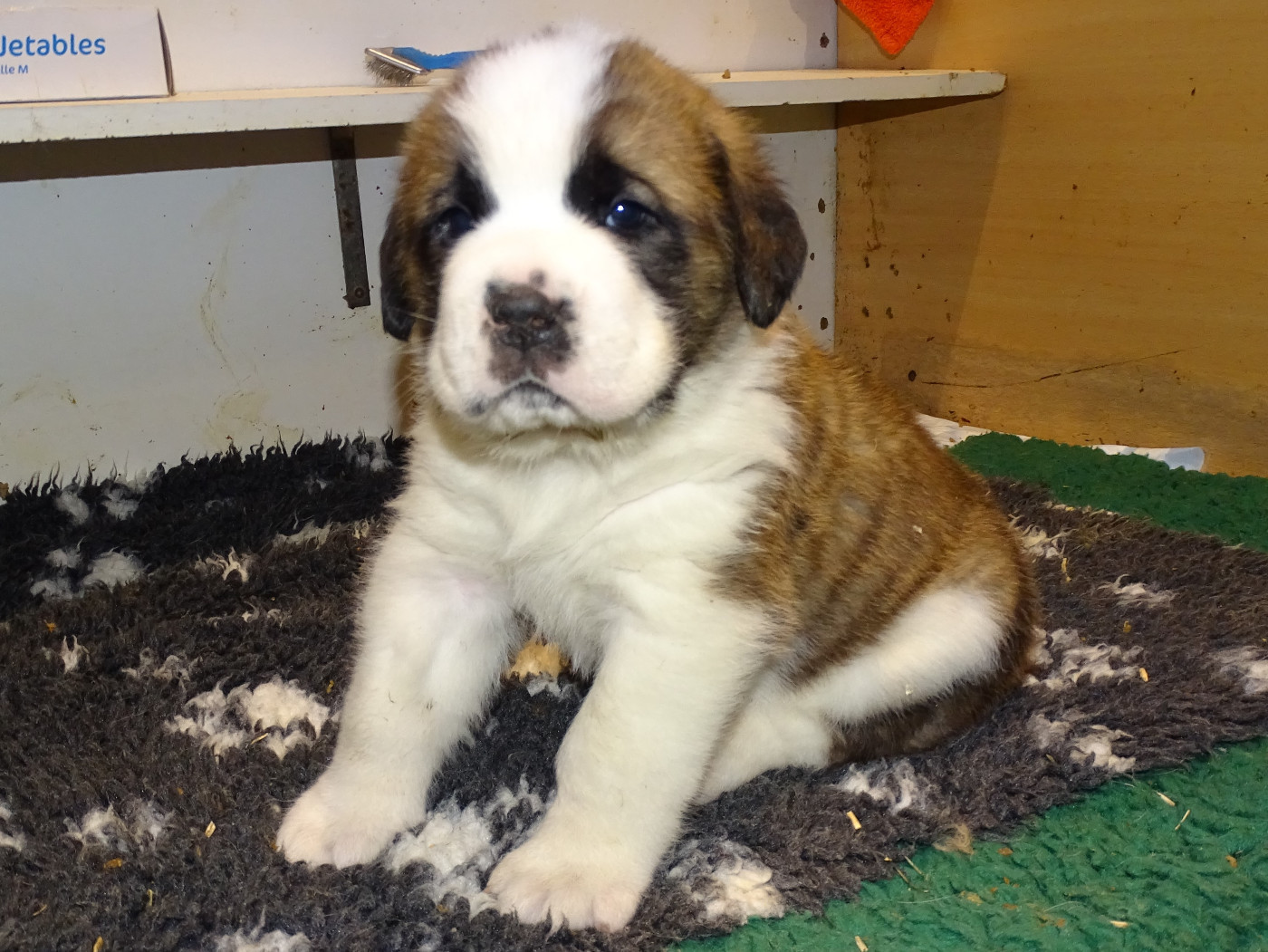 du mas de Jalnot - Chiots disponibles - Chien du Saint-Bernard