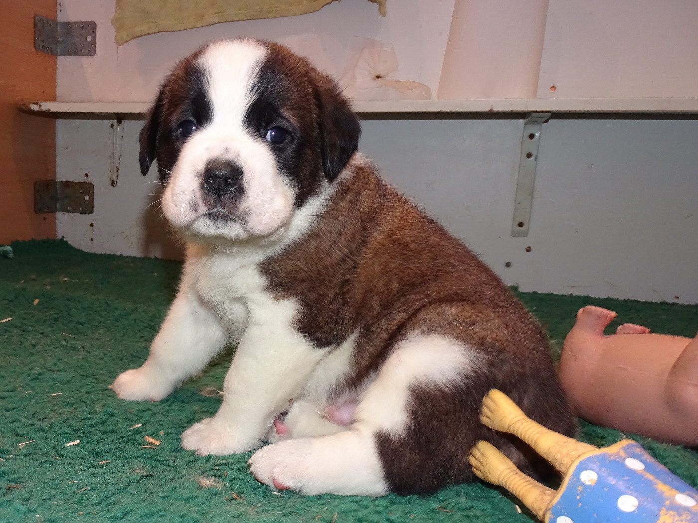 du mas de Jalnot - Chiots disponibles - Chien du Saint-Bernard