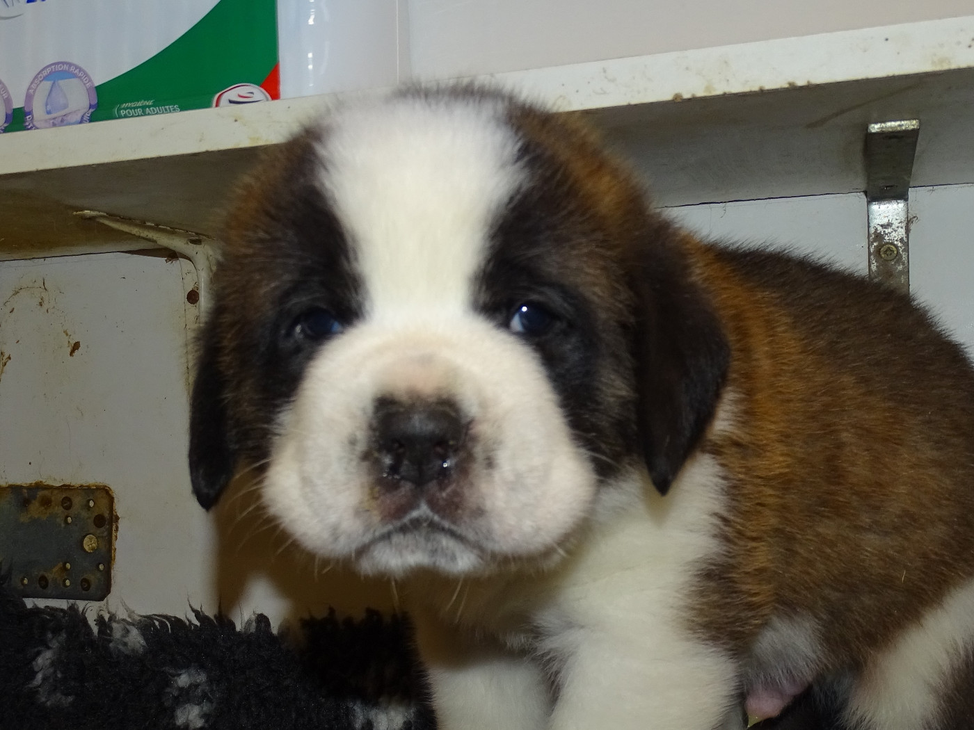 du mas de Jalnot - Chiots disponibles - Chien du Saint-Bernard