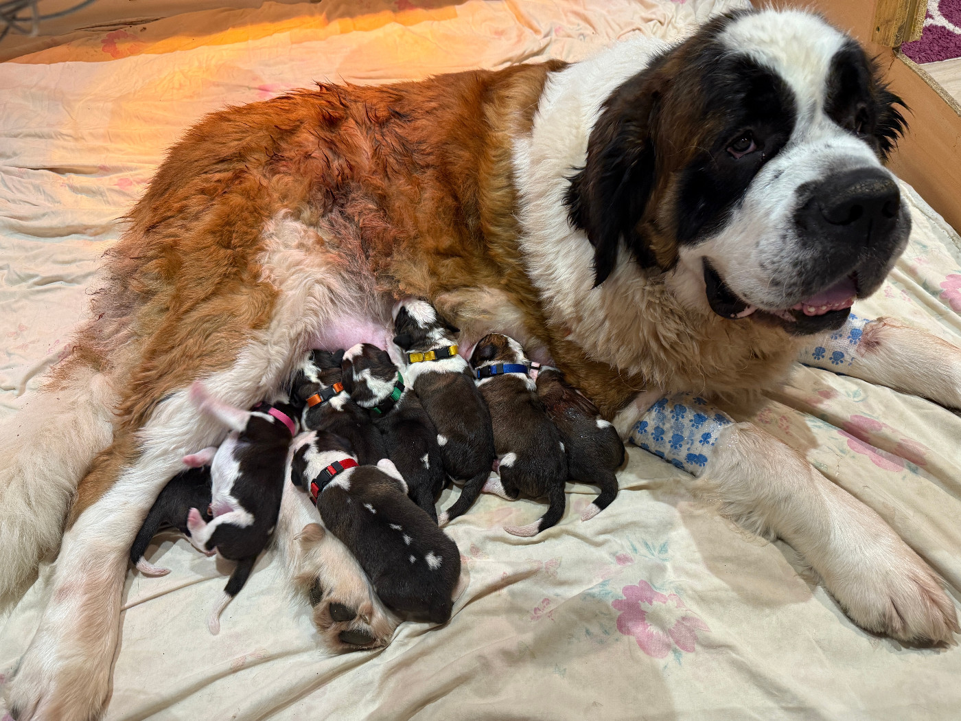 du mas de Jalnot - Chien du Saint-Bernard - Portée née le 23/12/2025