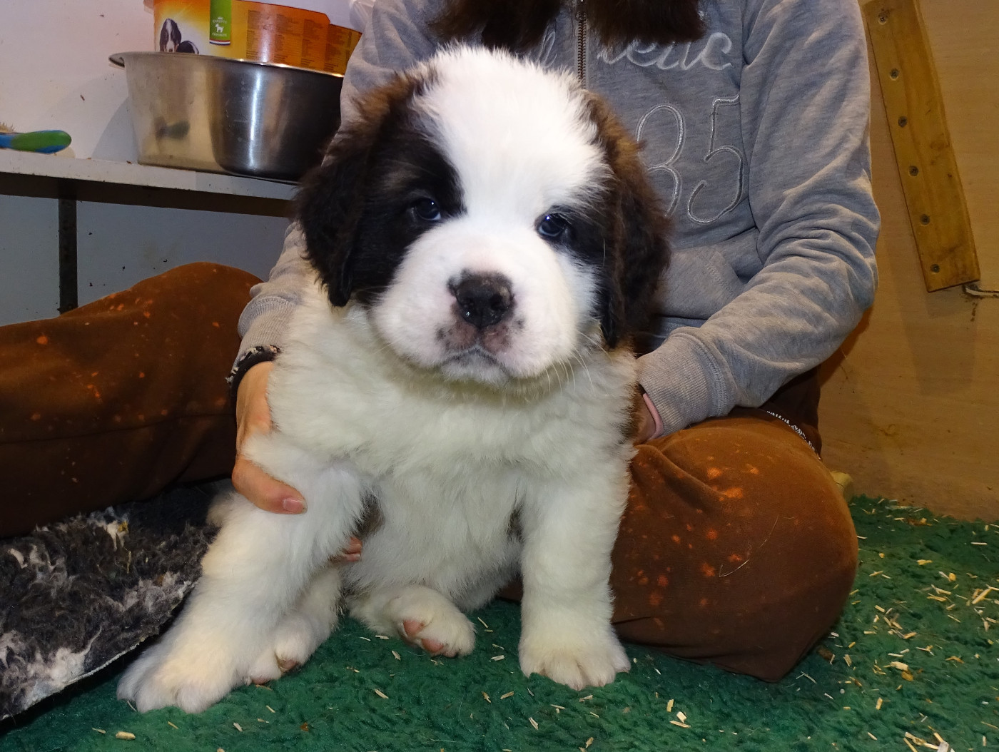 du mas de Jalnot - Chiots disponibles - Chien du Saint-Bernard