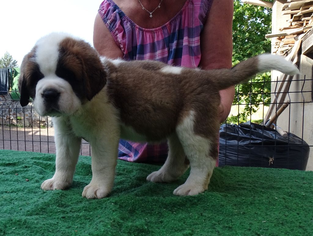 du mas de Jalnot - Chiots disponibles - Chien du Saint-Bernard