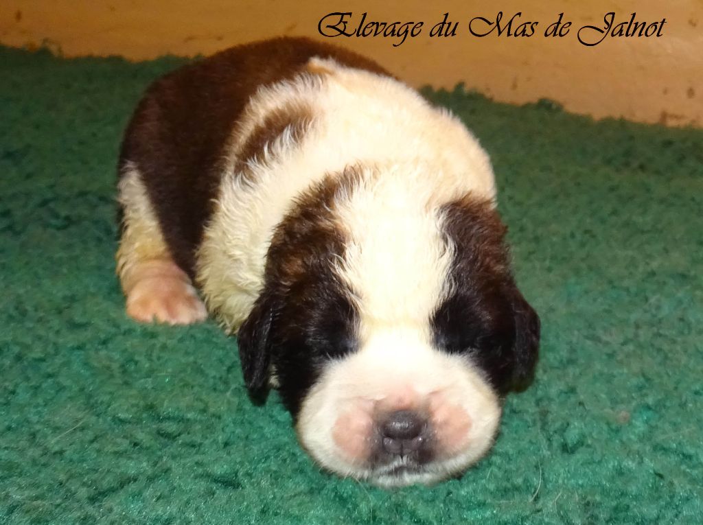 du mas de Jalnot - Chiots disponibles - Chien du Saint-Bernard