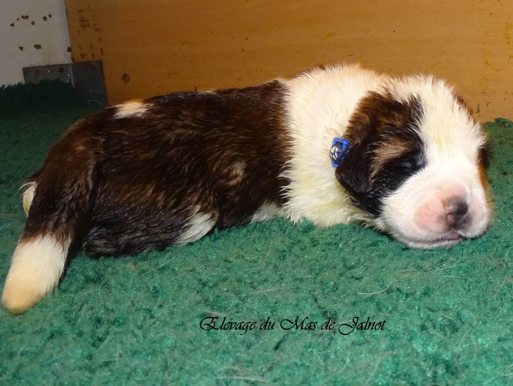 du mas de Jalnot - Chiots disponibles - Chien du Saint-Bernard