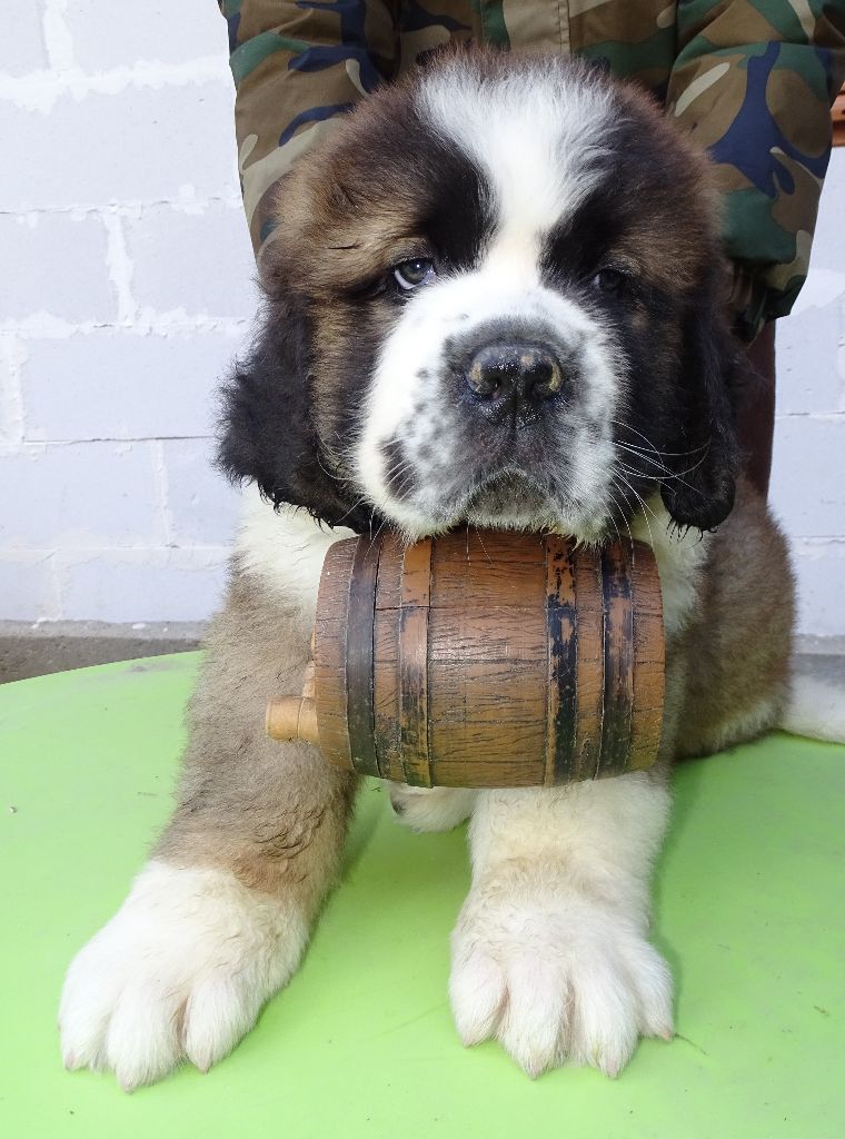 du mas de Jalnot - Chien du Saint-Bernard - Portée née le 02/02/2025
