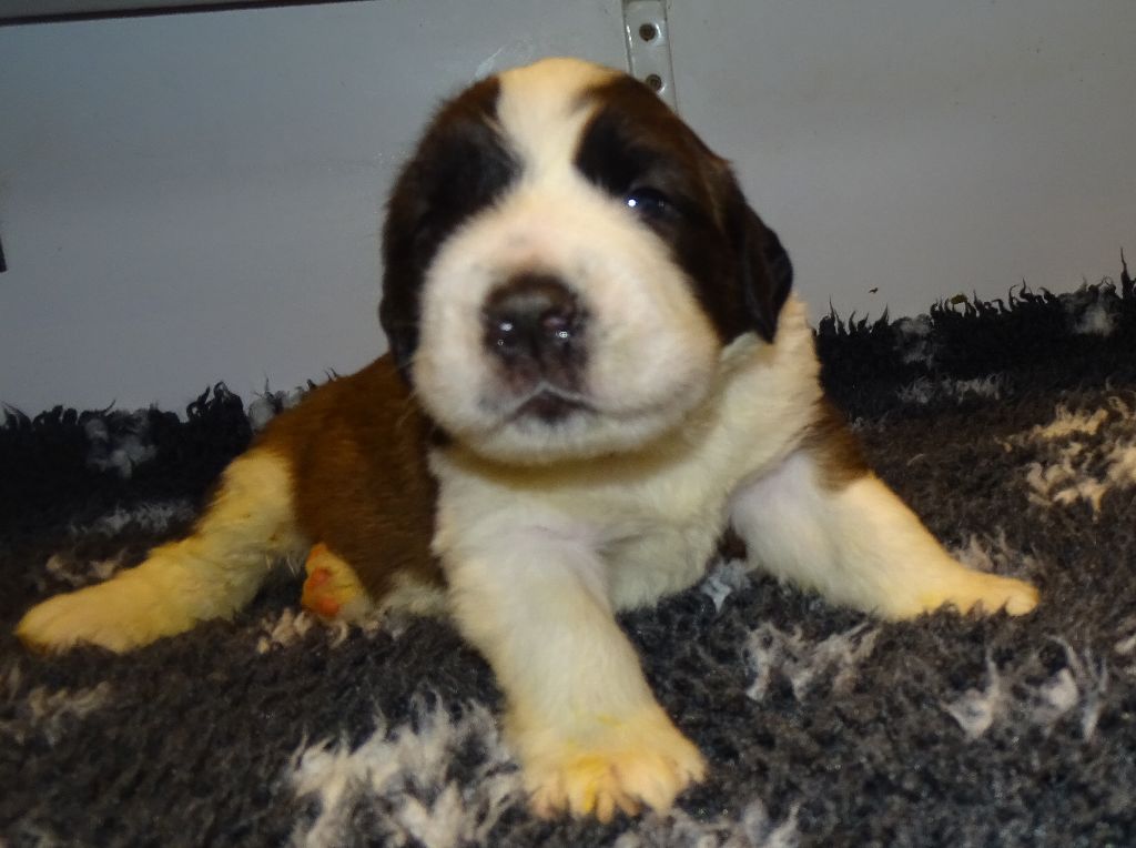 du mas de Jalnot - Chiots disponibles - Chien du Saint-Bernard