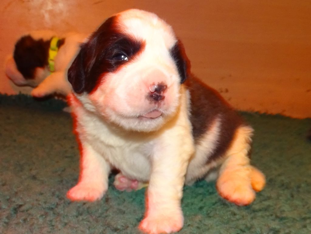 du mas de Jalnot - Chiots disponibles - Chien du Saint-Bernard