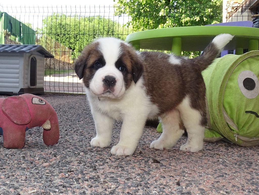 du mas de Jalnot - Chiots disponibles - Chien du Saint-Bernard
