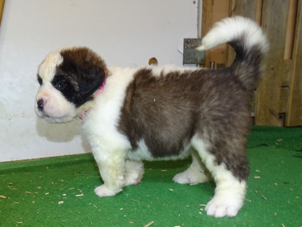 du mas de Jalnot - Chiots disponibles - Chien du Saint-Bernard