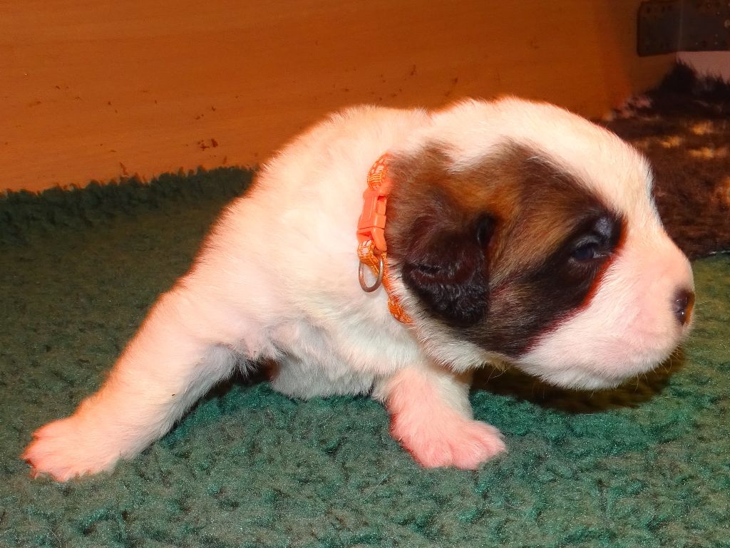 du mas de Jalnot - Chiots disponibles - Chien du Saint-Bernard