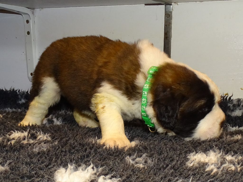 du mas de Jalnot - Chiots disponibles - Chien du Saint-Bernard