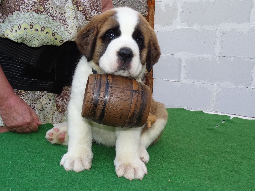 du mas de Jalnot - Chiots disponibles - Chien du Saint-Bernard
