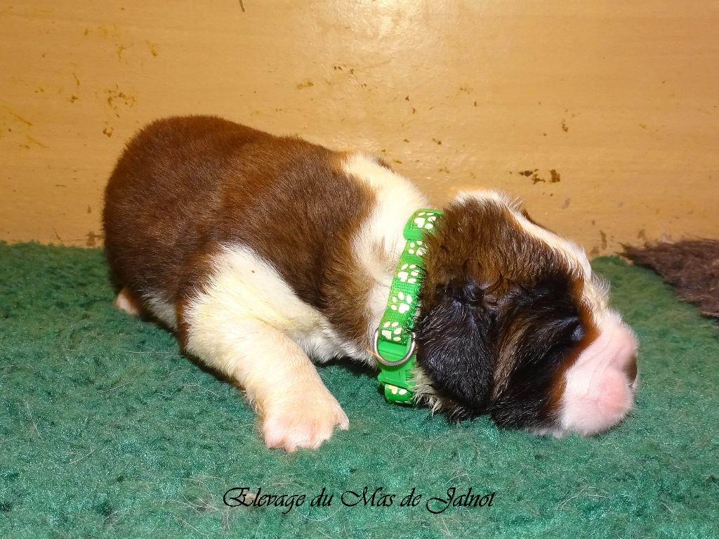 du mas de Jalnot - Chiots disponibles - Chien du Saint-Bernard
