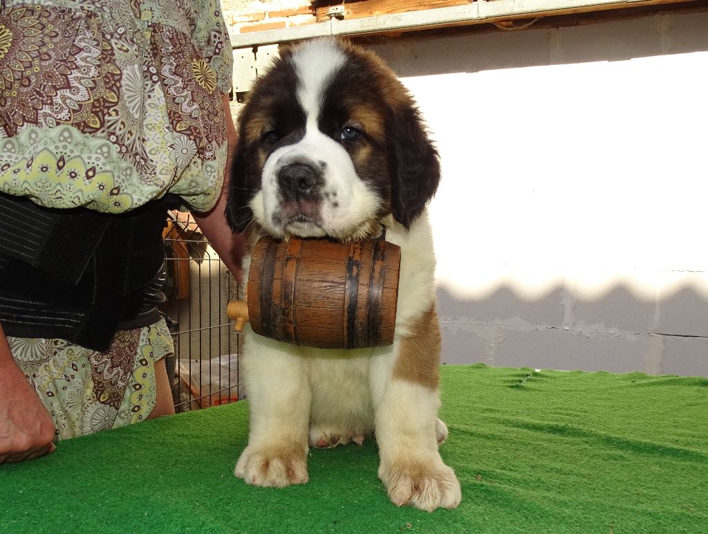 du mas de Jalnot - Chiots disponibles - Chien du Saint-Bernard