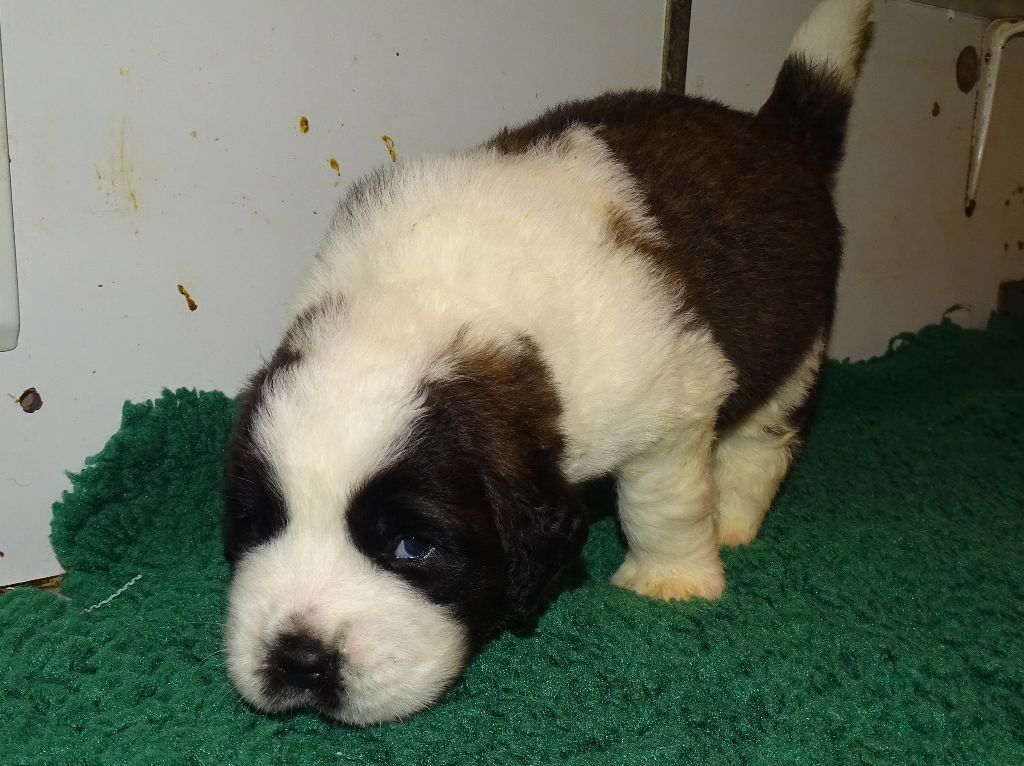 du mas de Jalnot - Chiots disponibles - Chien du Saint-Bernard