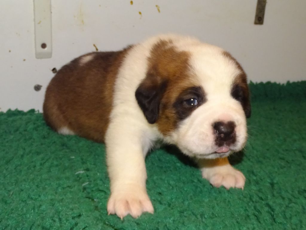 du mas de Jalnot - Chiots disponibles - Chien du Saint-Bernard