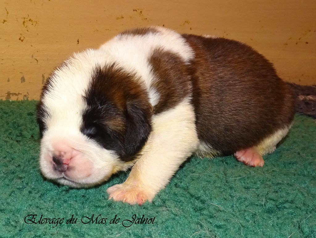 du mas de Jalnot - Chiots disponibles - Chien du Saint-Bernard