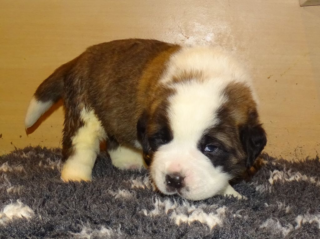 du mas de Jalnot - Chiots disponibles - Chien du Saint-Bernard