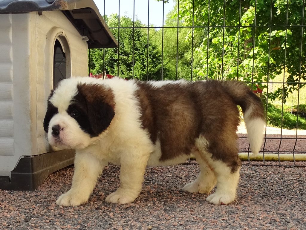 du mas de Jalnot - Chiots disponibles - Chien du Saint-Bernard