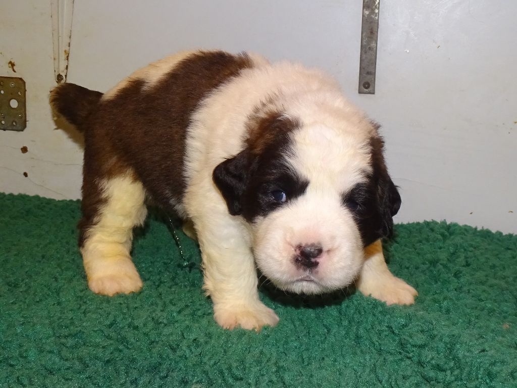 du mas de Jalnot - Chiots disponibles - Chien du Saint-Bernard