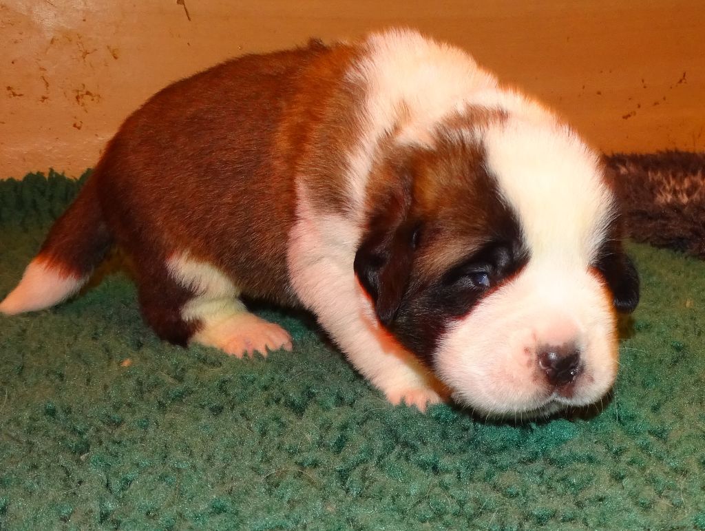 du mas de Jalnot - Chiots disponibles - Chien du Saint-Bernard