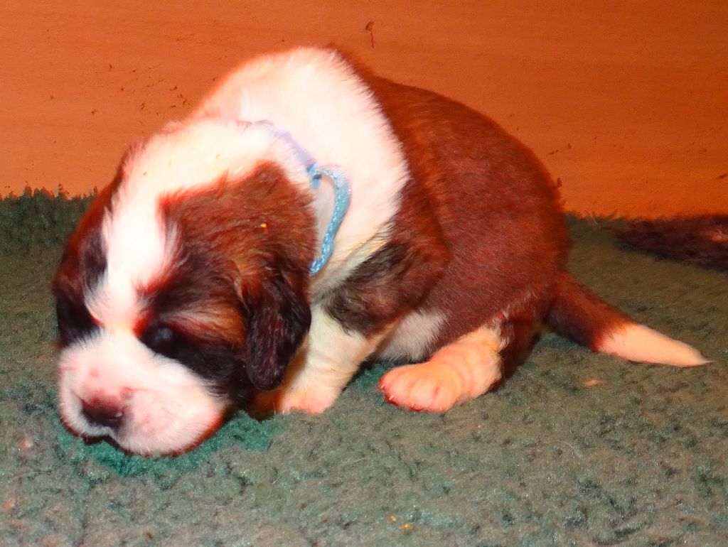 du mas de Jalnot - Chiots disponibles - Chien du Saint-Bernard