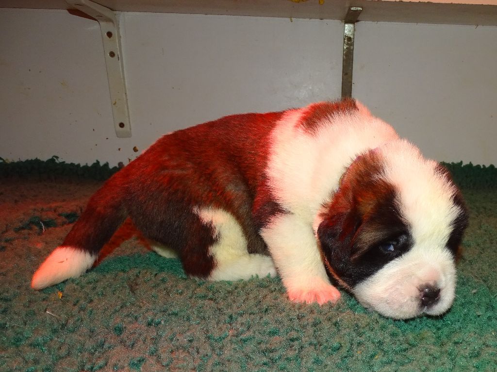 du mas de Jalnot - Chiots disponibles - Chien du Saint-Bernard