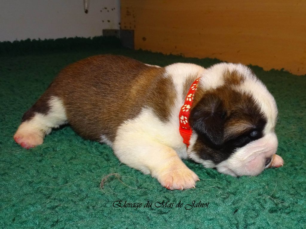 du mas de Jalnot - Chiots disponibles - Chien du Saint-Bernard