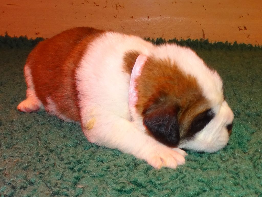 du mas de Jalnot - Chiots disponibles - Chien du Saint-Bernard