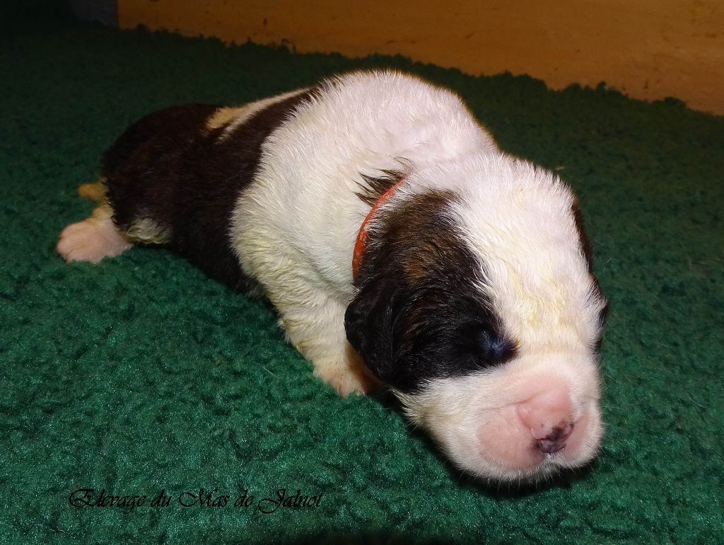 du mas de Jalnot - Chiots disponibles - Chien du Saint-Bernard