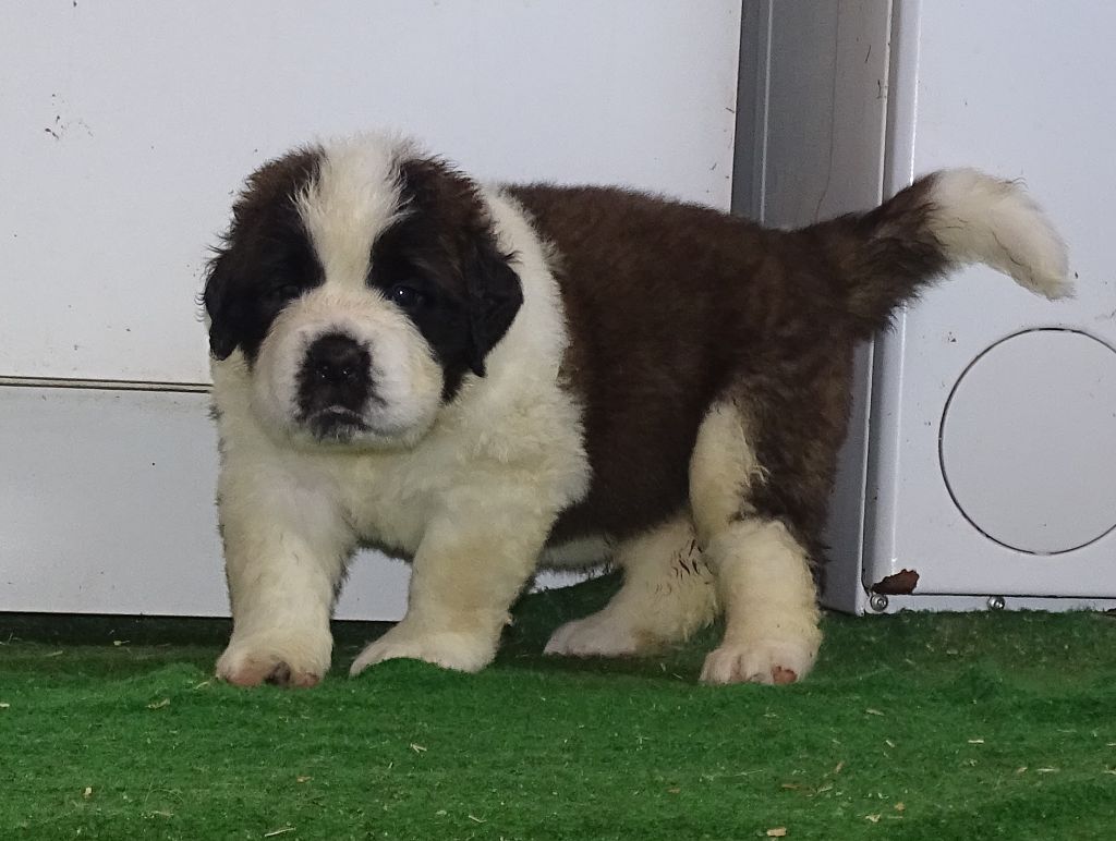 du mas de Jalnot - Chiots disponibles - Chien du Saint-Bernard