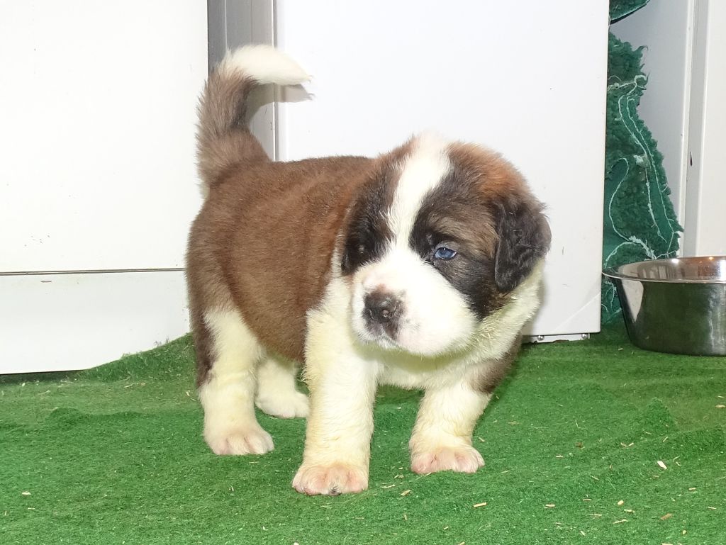 du mas de Jalnot - Chiots disponibles - Chien du Saint-Bernard