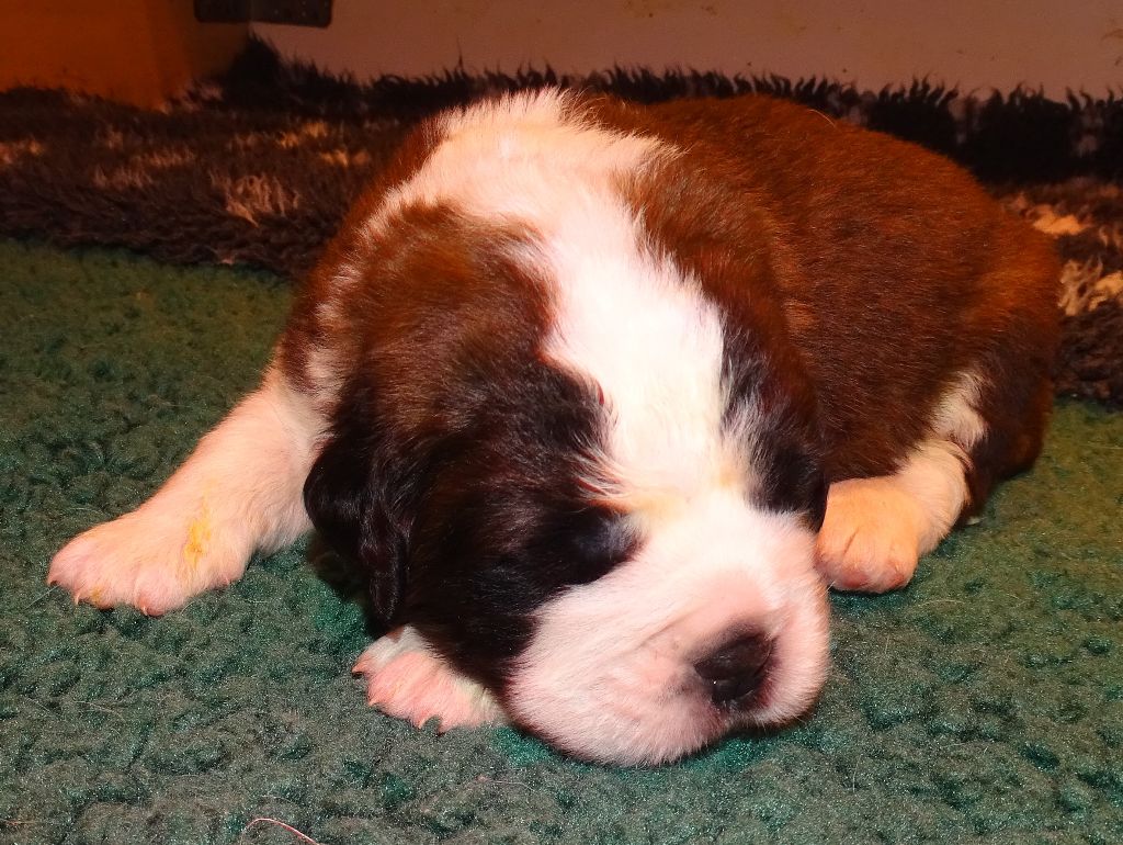 du mas de Jalnot - Chiots disponibles - Chien du Saint-Bernard