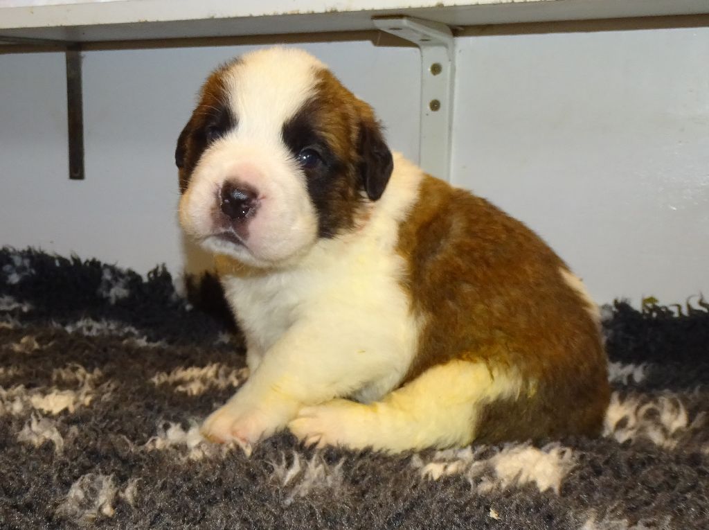 du mas de Jalnot - Chiots disponibles - Chien du Saint-Bernard
