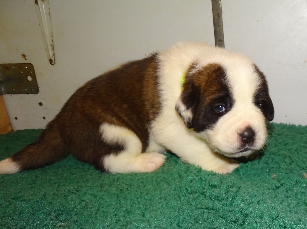 du mas de Jalnot - Chiots disponibles - Chien du Saint-Bernard