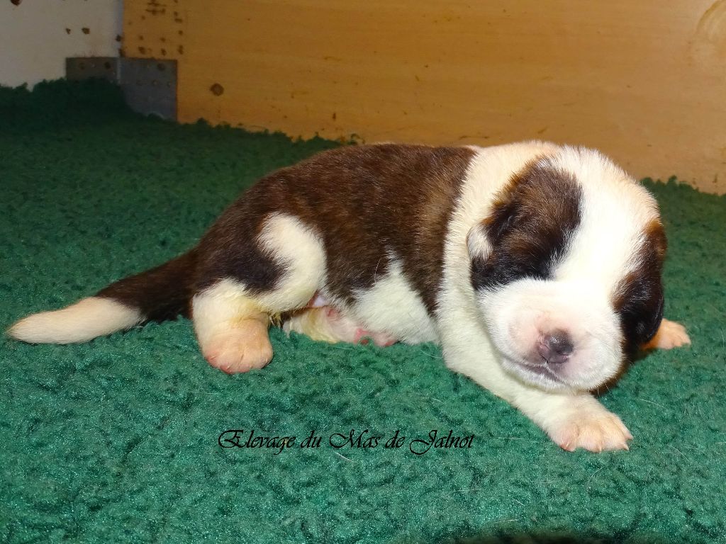 du mas de Jalnot - Chiots disponibles - Chien du Saint-Bernard