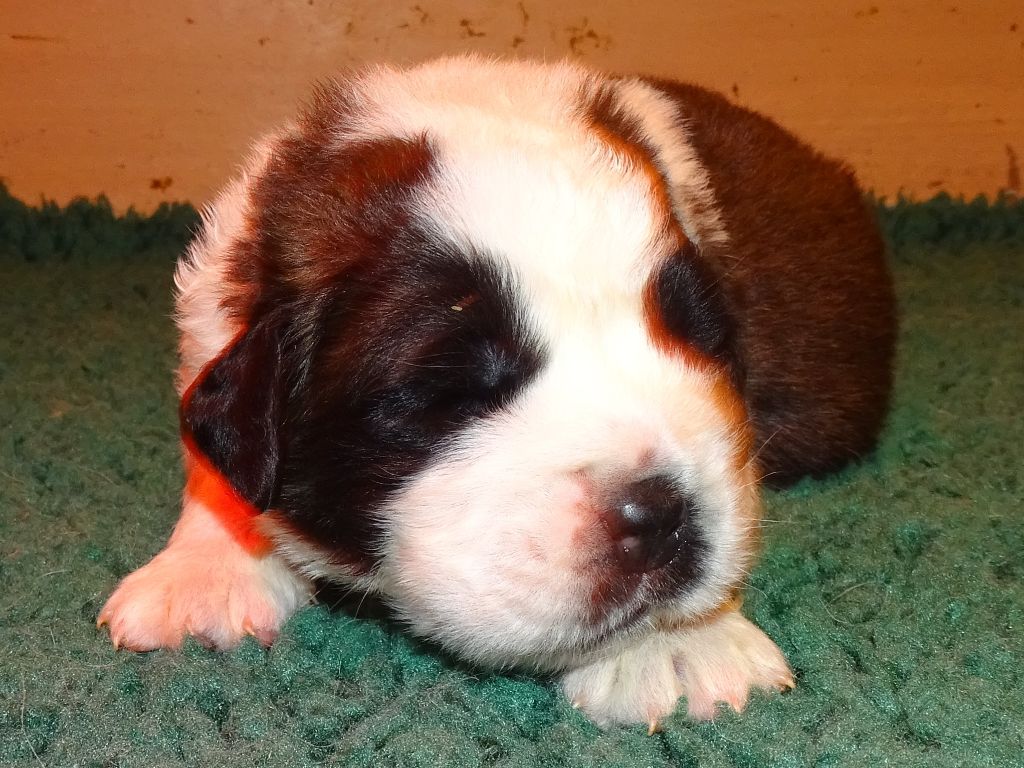 du mas de Jalnot - Chiots disponibles - Chien du Saint-Bernard
