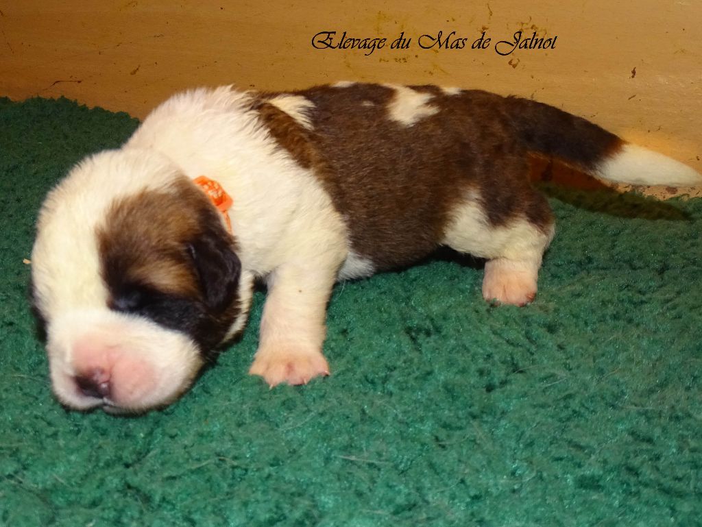 du mas de Jalnot - Chiots disponibles - Chien du Saint-Bernard