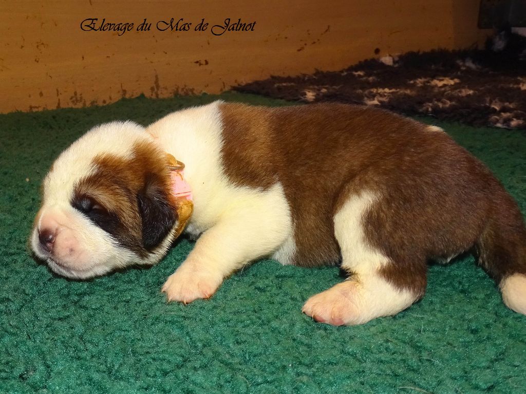 du mas de Jalnot - Chiots disponibles - Chien du Saint-Bernard