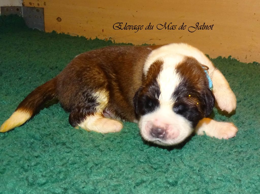 du mas de Jalnot - Chiots disponibles - Chien du Saint-Bernard