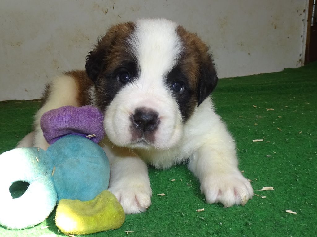 du mas de Jalnot - Chiots disponibles - Chien du Saint-Bernard