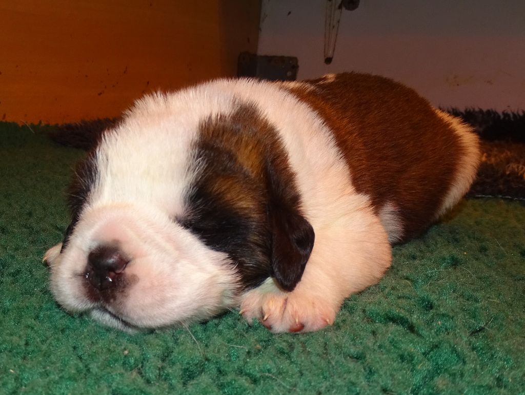 du mas de Jalnot - Chiots disponibles - Chien du Saint-Bernard